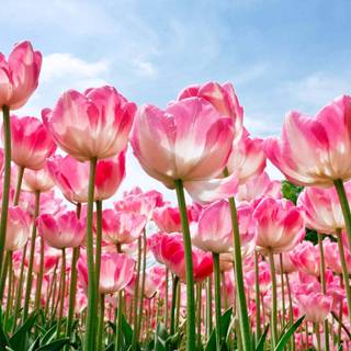 Aesthetic flower landscape wallpaper