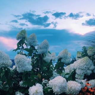 Aesthetic flower landscape wallpaper