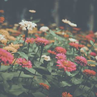 Aesthetic flower landscape wallpaper