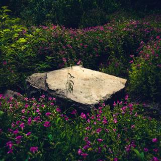 Aesthetic flower landscape wallpaper