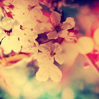 Aesthetic flower landscape wallpaper