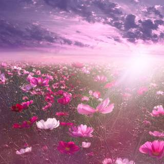 Aesthetic flower landscape wallpaper