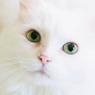 White kitty wallpaper