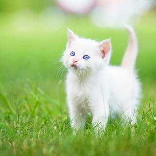 White kitty wallpaper