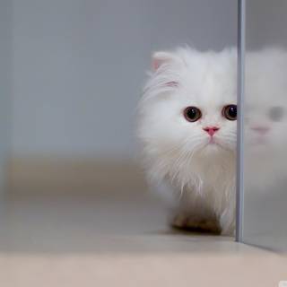 White kitty wallpaper