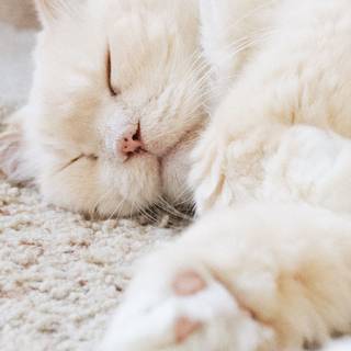 White kitty wallpaper