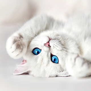 White kitty wallpaper