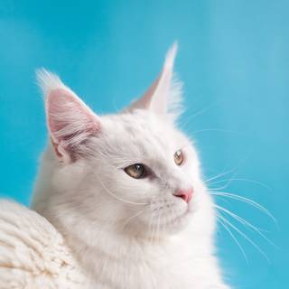 White kitty wallpaper