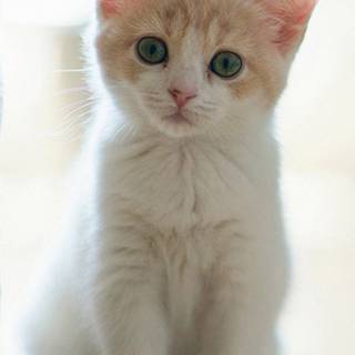 White kitty wallpaper