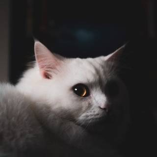 White kitty wallpaper