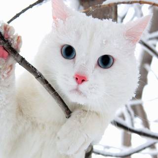White kitty wallpaper