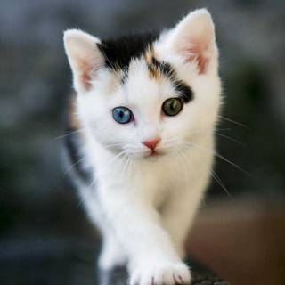White kitty wallpaper