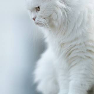 White kitty wallpaper