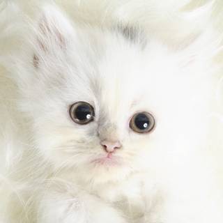 White kitty wallpaper