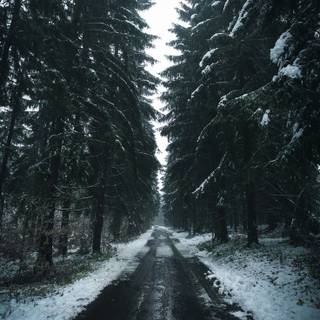 Moody winter wallpaper