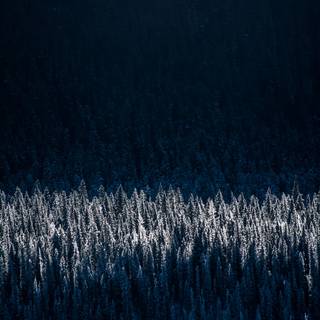 Winter forest Christmas night wallpaper