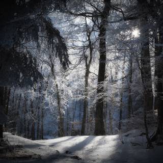 Dark winter forest PC wallpaper