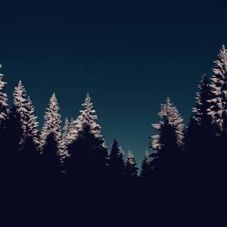 Dark winter forest PC wallpaper