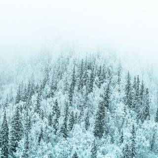 Moody winter wallpaper