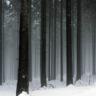Dark winter forest PC wallpaper