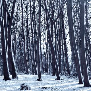 Dark winter forest PC wallpaper