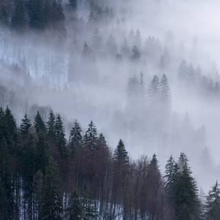 Moody winter wallpaper