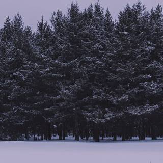 Moody winter wallpaper