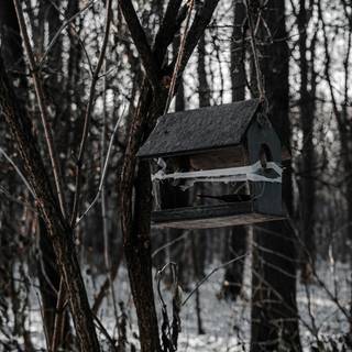 Moody winter wallpaper