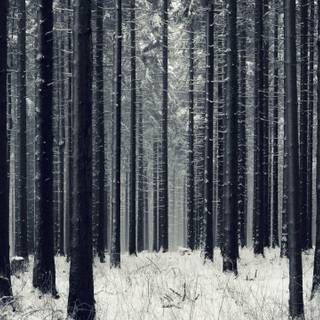 Dark winter forest PC wallpaper