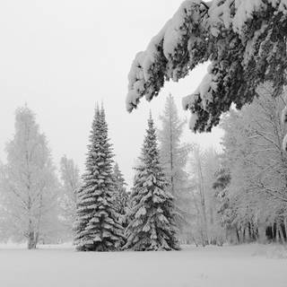 Dark winter forest PC wallpaper