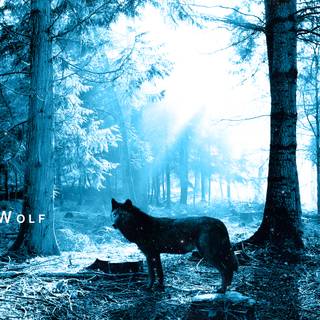 Dark winter forest PC wallpaper