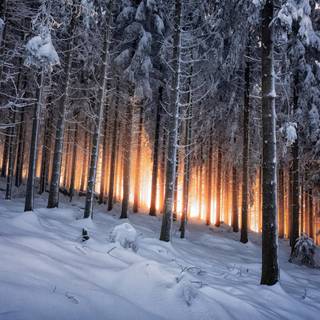 Dark winter forest PC wallpaper