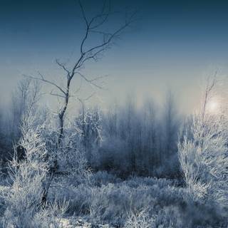 Dark winter forest PC wallpaper