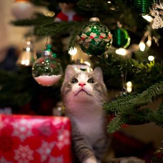 Xmas cats wallpaper
