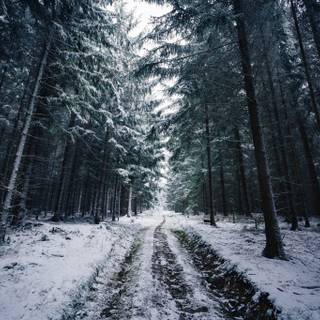 Dark winter forest PC wallpaper