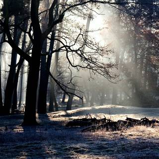 Dark winter forest PC wallpaper