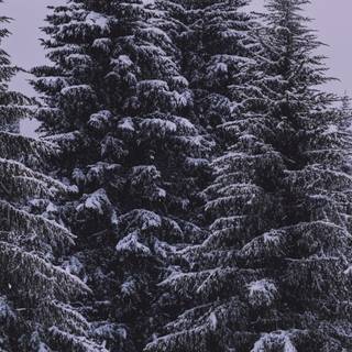 Moody winter wallpaper