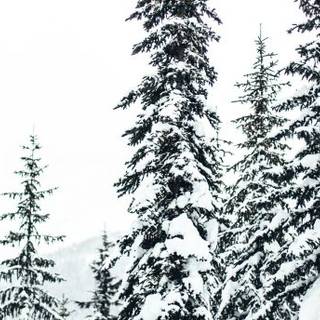 Dark winter forest PC wallpaper