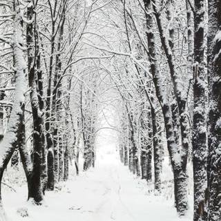 Dark winter forest PC wallpaper