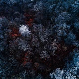 Dark winter forest PC wallpaper