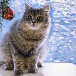 Xmas cats wallpaper