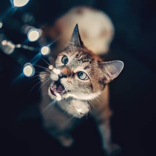 Xmas cats wallpaper