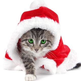 Xmas cats wallpaper