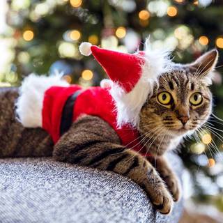 Xmas cats wallpaper