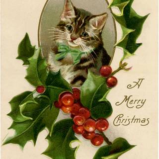 Xmas cats wallpaper