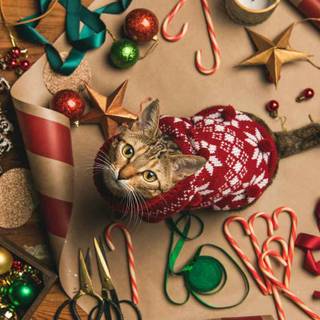 Xmas cats wallpaper