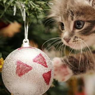 Xmas cat wallpaper