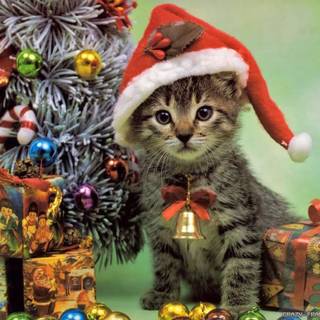 Xmas cat wallpaper