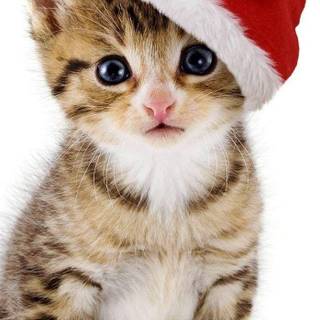 Xmas cat wallpaper