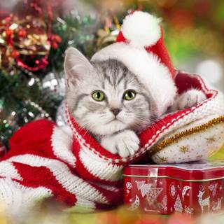 Xmas cat wallpaper